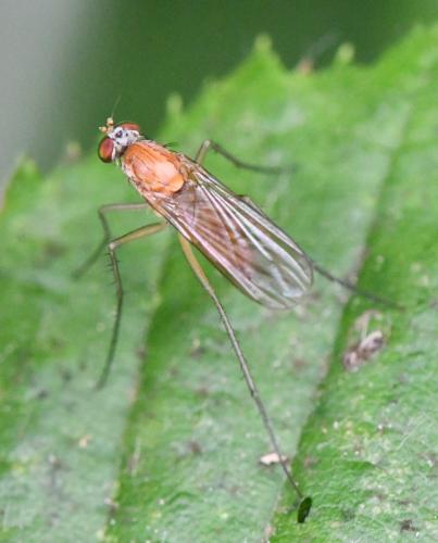 Réf. 303 077 : Neurigona pallida